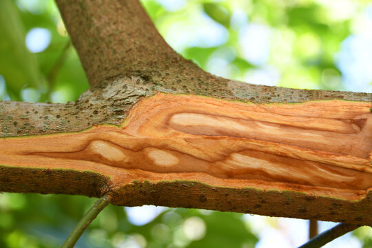 Der Echte Zimtbaum ist eine Pflanzenart innerhalb der Lorbeergew&auml;chse. Dieser wird in tropischen L&auml;ndern wie Sansibar oder Madagaskar angebaut.