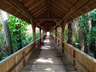wooden bridge in the jungle