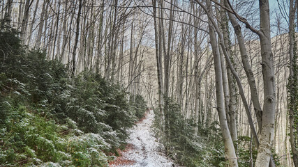 Paisaje árboles camino senderismo montaña vacaciones invierno nieve