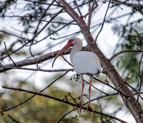 White ibis bird with a pink beak and blue eyes sits on a tree against the sky.