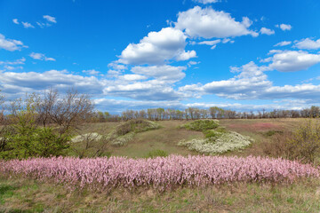 Fototapeta premium Spring landscape, pink flowers blossom in the foreground, bright blue sky with clouds.