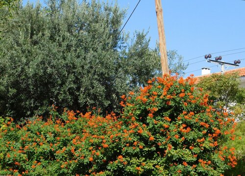 A cape honeysuckle, or Tecoma capensis hedge with orange red flowers in Glyfada, Attica, Greece