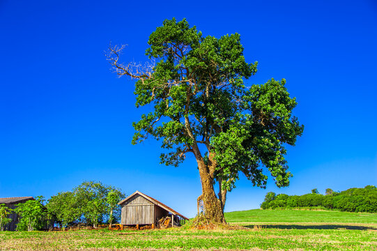 Tree. Preservation Of Nature And Environment