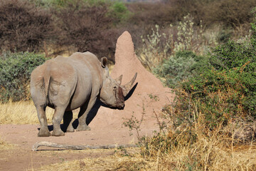 Obraz premium wide-mouthed rhinoceros - Namibia Africa