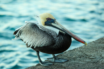 pelican on the rocks of the Aruba island