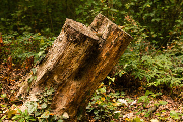 Felled tree in the forest, deforestation social issues concept. High-quality photography.