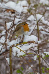 Rotkehlchen im Schnee