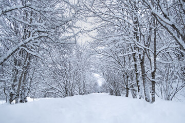 Panorama of winter forest landscape with trees along road covered snow.