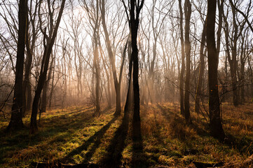 The enchanted forest in the fog at sunrise light