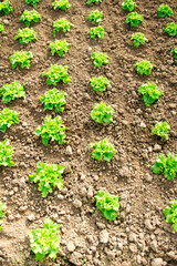 Plants de salades dans une serre bio