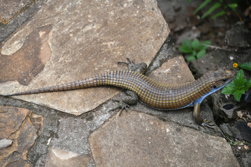Die Bauchrandschilder von Skyros-Mauereidechsen von paarungsbereiten Männchen zeigen eine kräftige Blaufärbung. Sie können zu einem blauen Streifen verschmelzen.