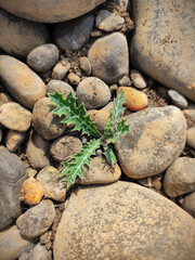 Plant growing in between rocks