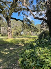 Large Virginia oak trees and landscape at Eden Gardens State Park Florida 