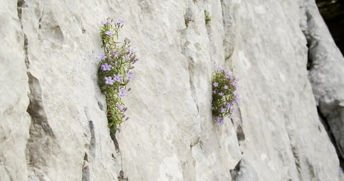 Campanula fenestellata flower growing on the reck, Velebit mountain, Croatia