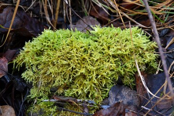 Green moss called hypnum cupressiforme. Located on the bank of a river, in a humid area.