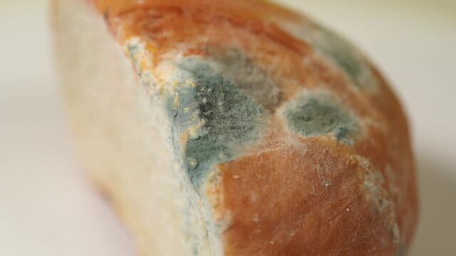 Closeup view stock video footage of old spoiled white bread with growth of ugly mold on its surface