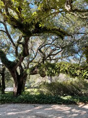 Fototapeta na wymiar Virginia oak tree covered in fern at Eden Gardens State Park Florida 