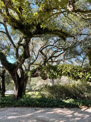 Virginia oak tree covered in fern at Eden Gardens State Park Florida 