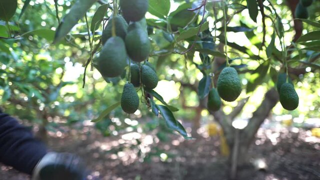 Harvesting hass avocados. Farmer cutting the avocado stick from the tree with pruning shears. Organic avocado plantations in M&aacute;laga, Andalusia, Spain.