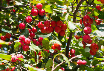 a lot of small red apples on a branch of an apple tree, autumn sunny day