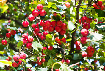 a lot of small red apples on a branch of an apple tree, autumn sunny day