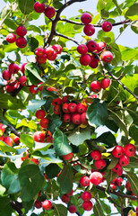 a lot of small red apples on a branch of an apple tree, autumn sunny day
