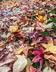 autumn leaves background