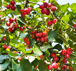 Obraz premium a lot of small red apples on a branch of an apple tree, autumn sunny day