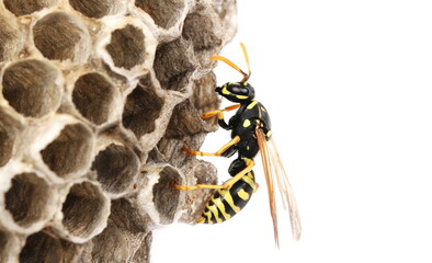 European wasp hive, nest Polistes associus, isolated on white background 