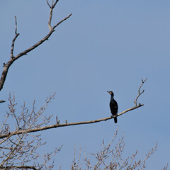 cormorant on a branch