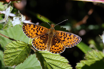 A Small Pearl-bordered Fritillary basking on Bramble leaves.
