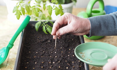 The concept of planting tomato seeds in a box for Rossada. Female hands use a toothpick to lay out tomato seeds and cover them with earth.