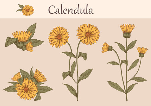 Hand-drawn image of calendula flowers with stems and leaves.botanical illustration. Healing Herbs for design Natural Cosmetics, aromatherapy,homeopathy.