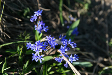 Mountain flowers in Bieszczady National Park, Poland