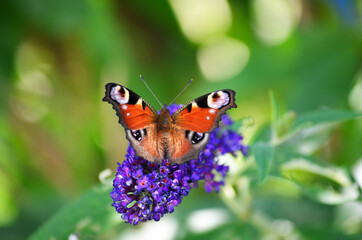 butterfly on flower