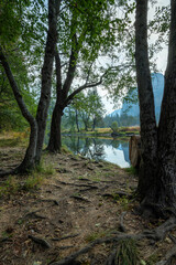 Trees standing at Merced River flowing through Yosemite National Park