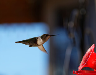 Hummingbird Drinking from Hummingbird Feeder