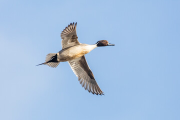 Northern pintail duck