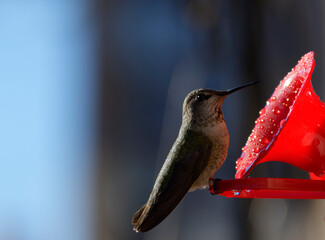 Hummingbird Drinking from Hummingbird Feeder