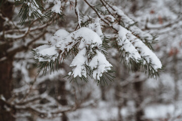 Snow covered pine twig. Nature beauty in winter.