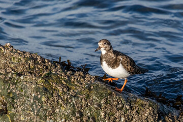 Ruddy Turnstone  shorebird