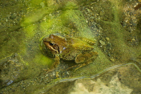 brown toad in the water of the Araza river