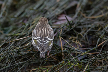 Pine siskin bird