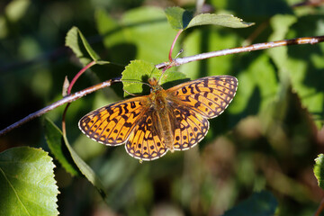 A Small Pearl-bordered Fritillary basking on a Birch leaf.