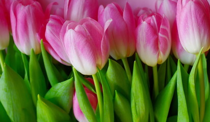many pink tulips in the leaves	
