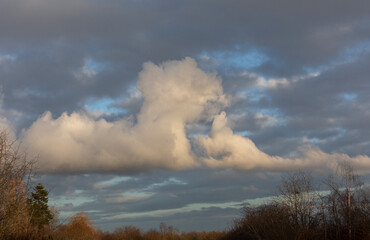 look like a dog cloud