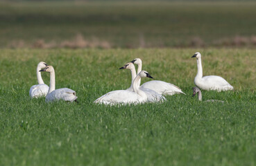 white Trumpeter Swan