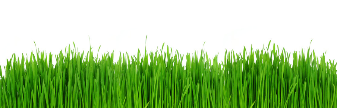 Fresh green grass. Banner border isolated on a white background.