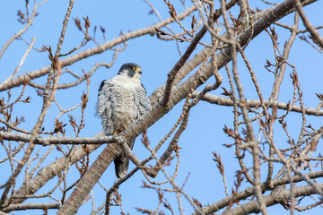 adult peregrine falcon
