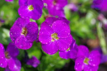 pinkfarbene kleine blüten einer gartenblume im frühling
